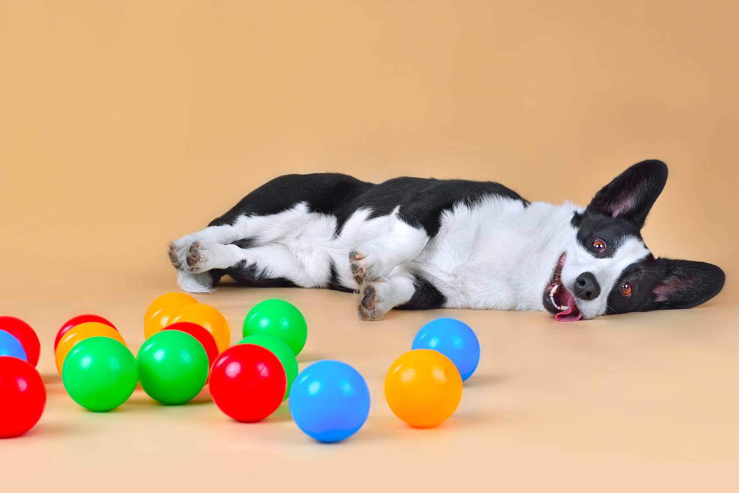 How to Keep Your Dog Entertained While You’re Away