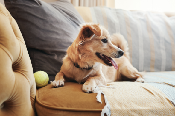 How to Keep Your Dog Entertained While You’re Away